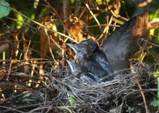 Amsel-6-Tag-8.jpg